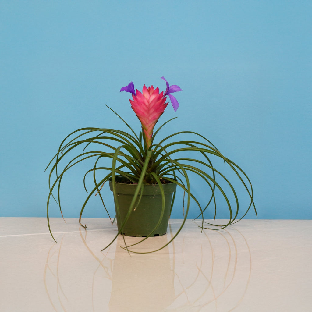 Pink Quill (Tillandsia ‘Cyanea’) Air Plant Bromeliad - Cheeky Garden