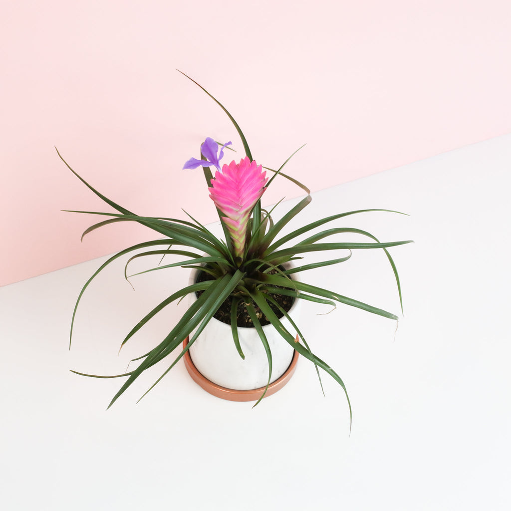Pink Quill (Tillandsia ‘Cyanea’) Air Plant Bromeliad - Cheeky Garden