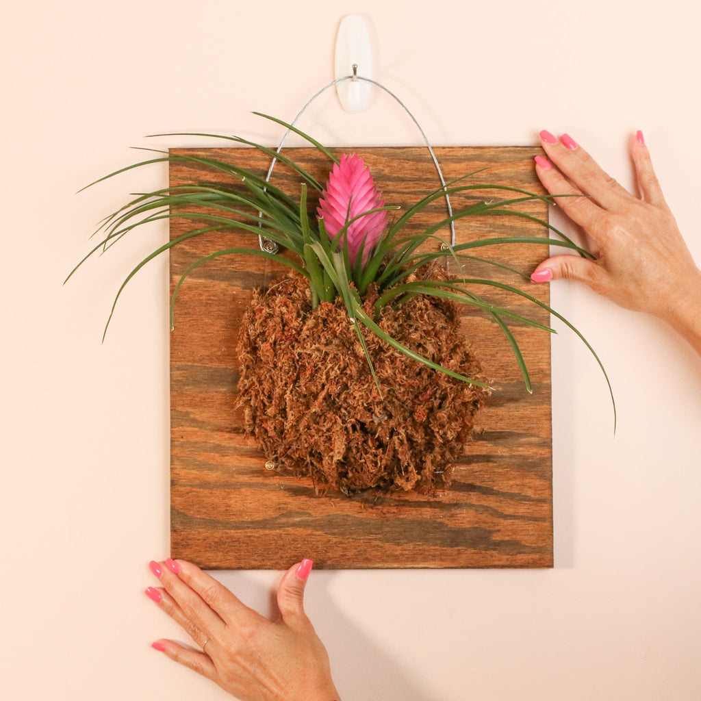 Pink Quill (Tillandsia ‘Cyanea’) Air Plant Bromeliad - Cheeky Garden