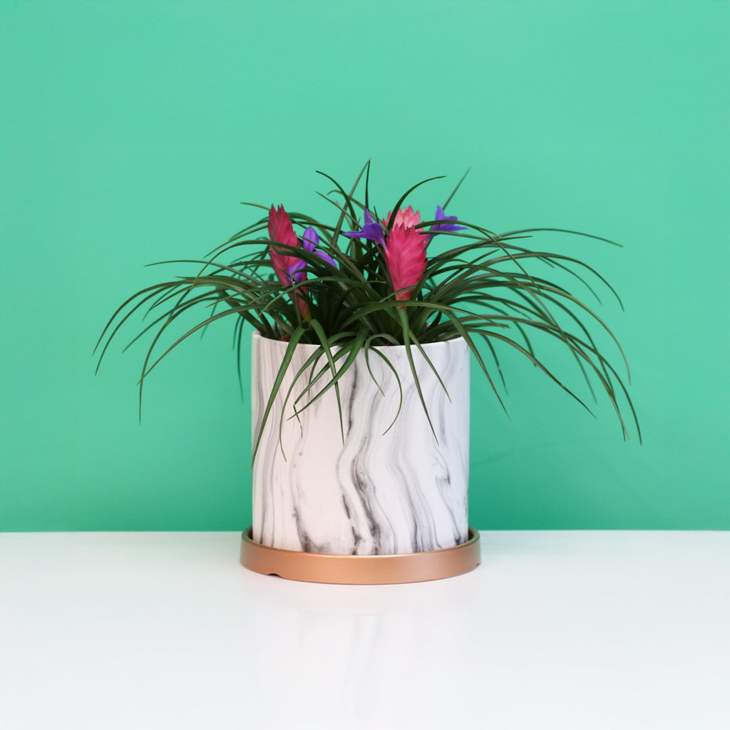 Pink Quill (Tillandsia ‘Cyanea’) Air Plant Bromeliad - Cheeky Garden