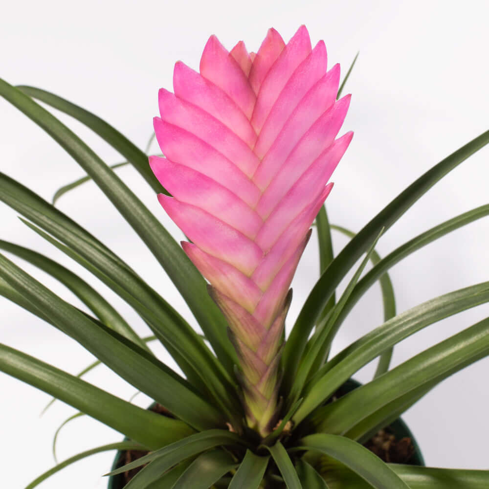 Pink Quill (Tillandsia ‘Cyanea’) Air Plant Bromeliad - Cheeky Garden