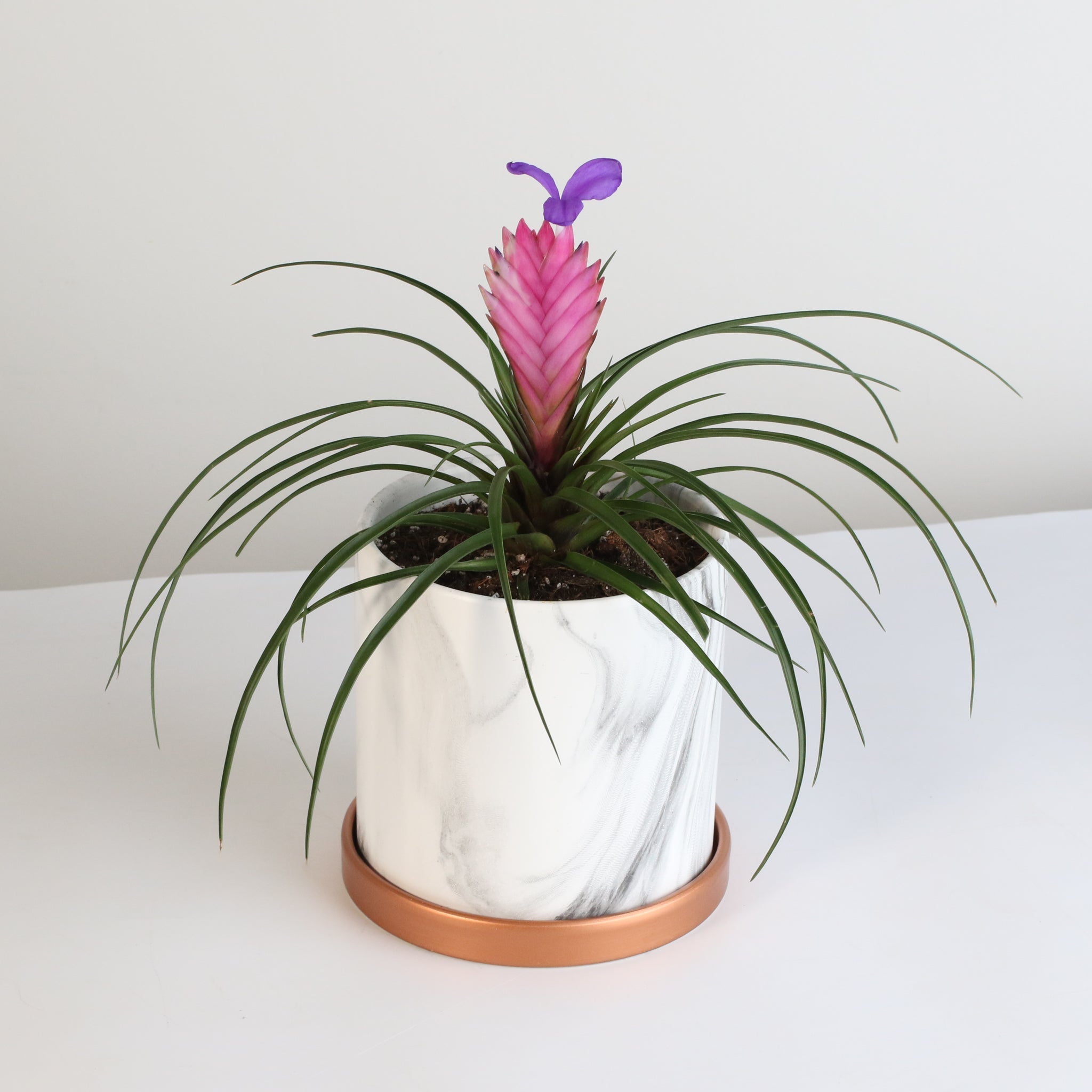 Pink Quill (Tillandsia ‘Cyanea’) Air Plant Bromeliad - Cheeky Garden
