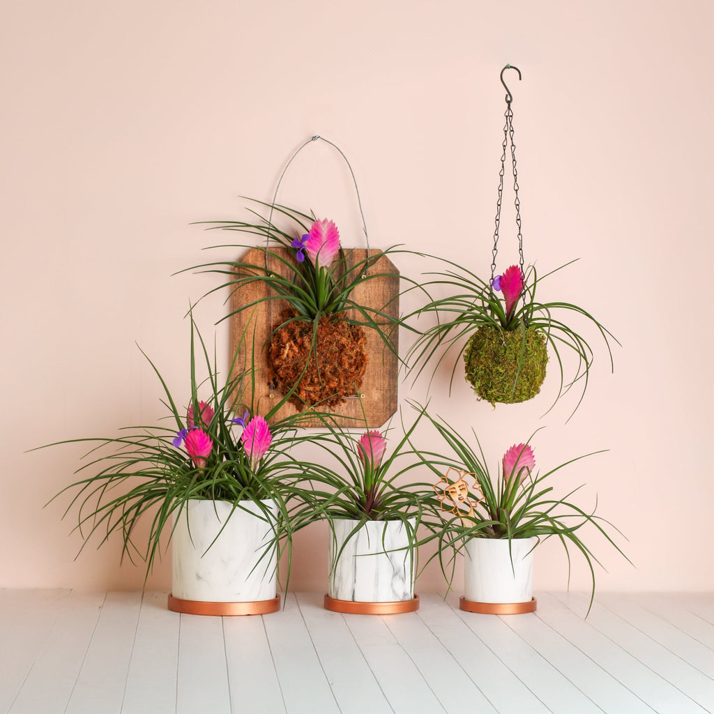 Pink Quill (Tillandsia ‘Cyanea’) Air Plant Bromeliad - Cheeky Garden