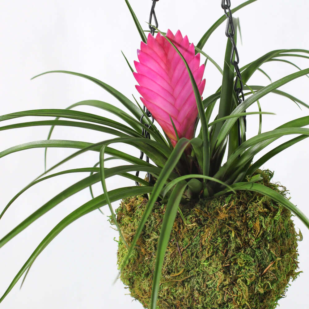 Pink Quill (Tillandsia ‘Cyanea’) Air Plant Bromeliad - Cheeky Garden