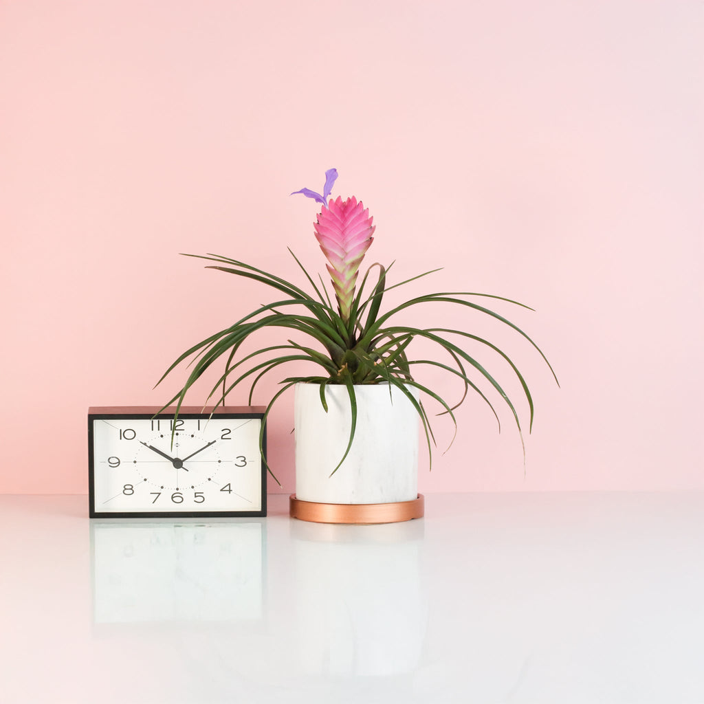Pink Quill (Tillandsia ‘Cyanea’) Air Plant Bromeliad - Cheeky Garden