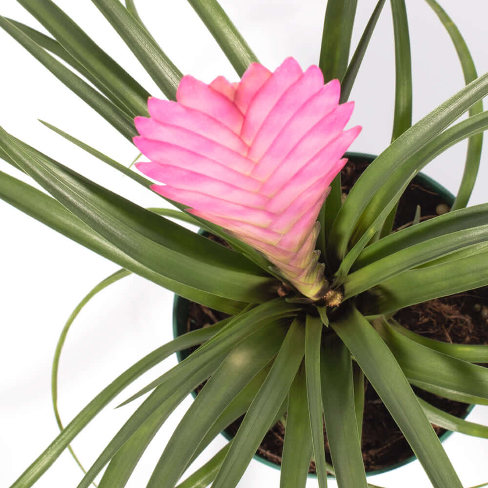 Pink Quill (Tillandsia ‘Cyanea’) Air Plant Bromeliad - Cheeky Garden
