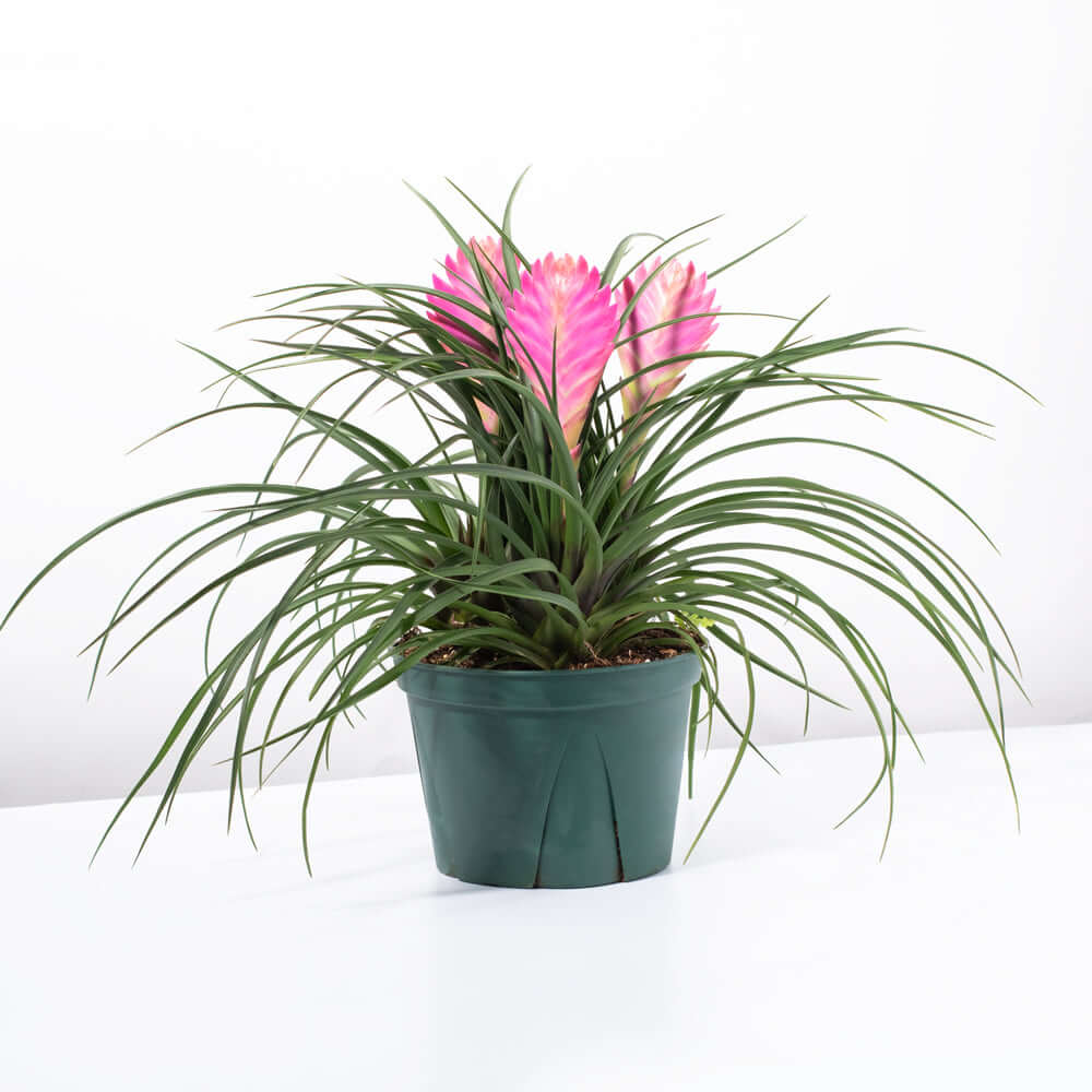 Pink Quill (Tillandsia ‘Cyanea’) Air Plant Bromeliad - Cheeky Garden