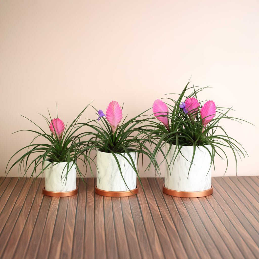 Pink Quill (Tillandsia ‘Cyanea’) Air Plant Bromeliad - Cheeky Garden