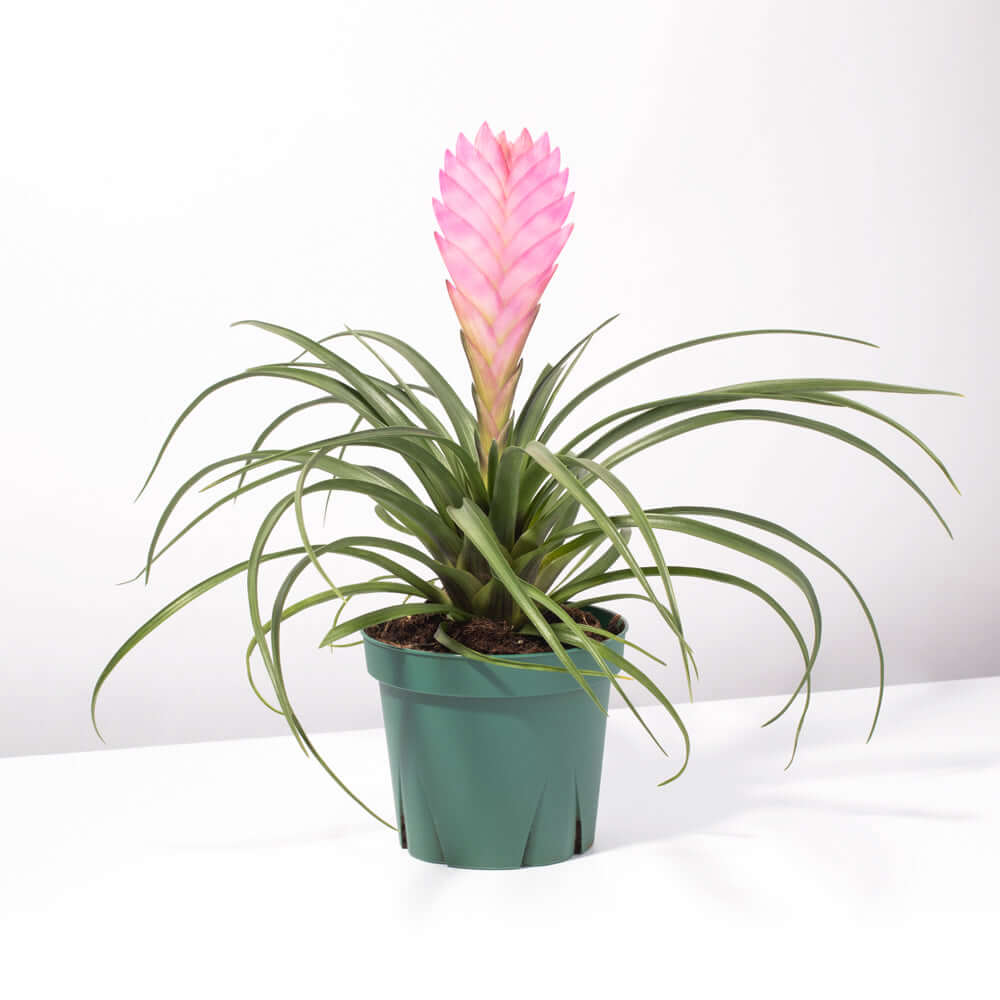 Pink Quill (Tillandsia ‘Cyanea’) Air Plant Bromeliad - Cheeky Garden