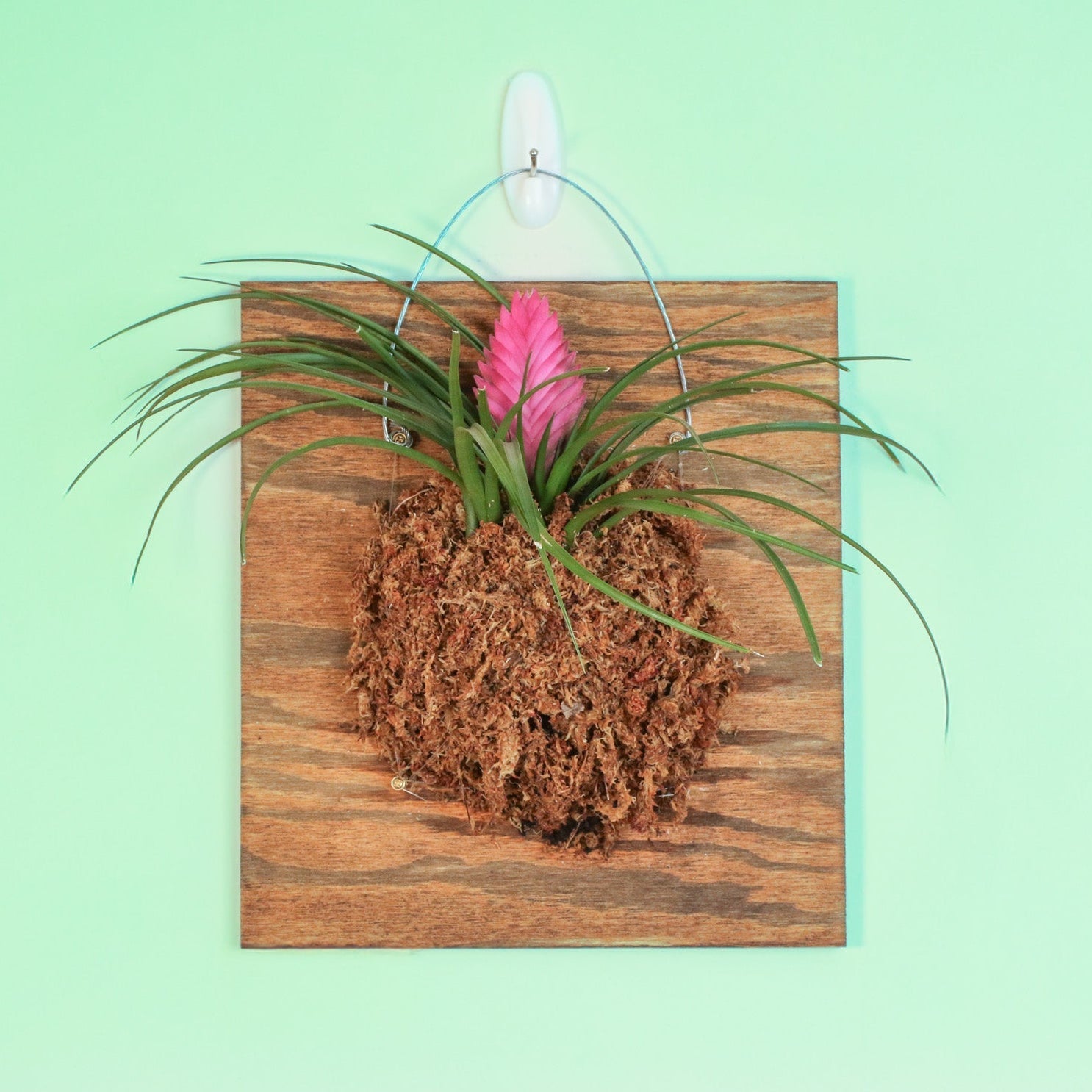 Pink Quill (Tillandsia ‘Cyanea’) Air Plant Bromeliad - Cheeky Garden