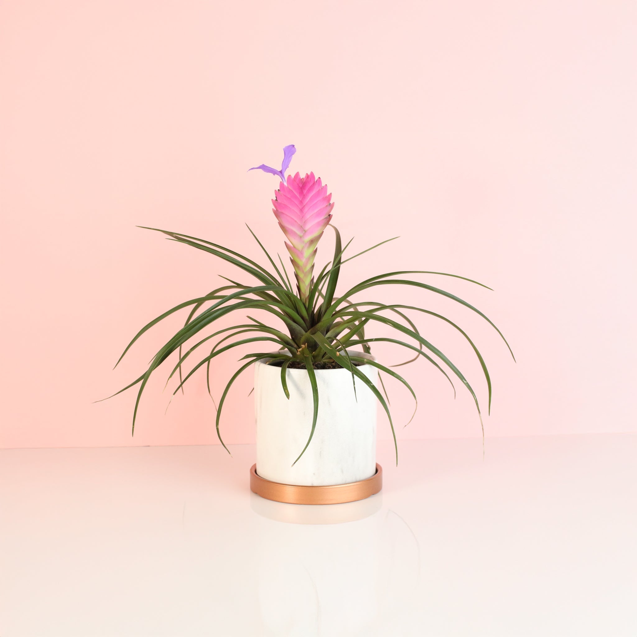 Pink Quill (Tillandsia ‘Cyanea’) Air Plant Bromeliad - Cheeky Garden