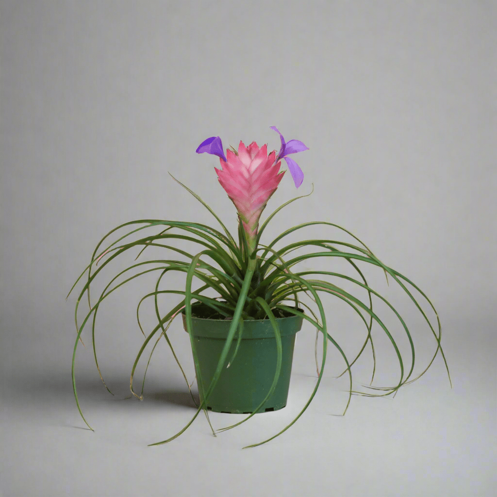 Pink Quill (Tillandsia ‘Cyanea’) Air Plant Bromeliad - Cheeky Garden