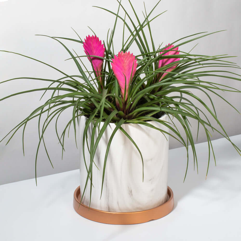 Pink Quill (Tillandsia ‘Cyanea’) Air Plant Bromeliad - Cheeky Garden