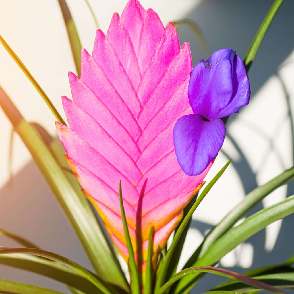 Pink Quill (Tillandsia ‘Cyanea’) Air Plant Bromeliad - Cheeky Garden