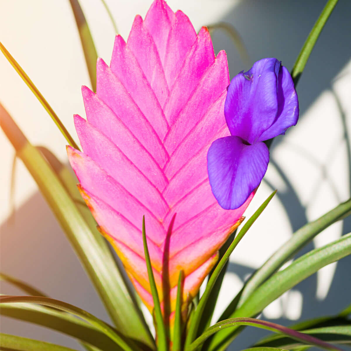 Pink Quill (Tillandsia ‘Cyanea’) Air Plant Bromeliad - Cheeky Garden