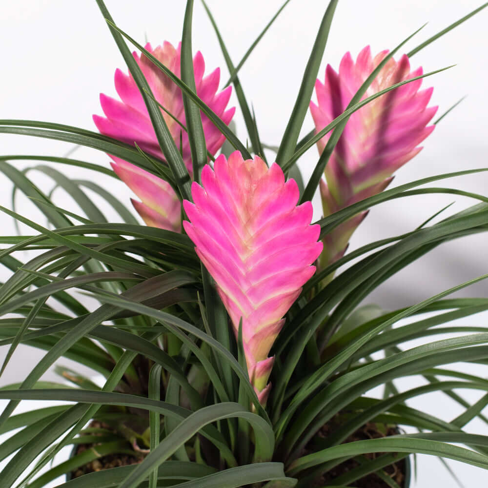 Pink Quill (Tillandsia ‘Cyanea’) Air Plant Bromeliad - Cheeky Garden