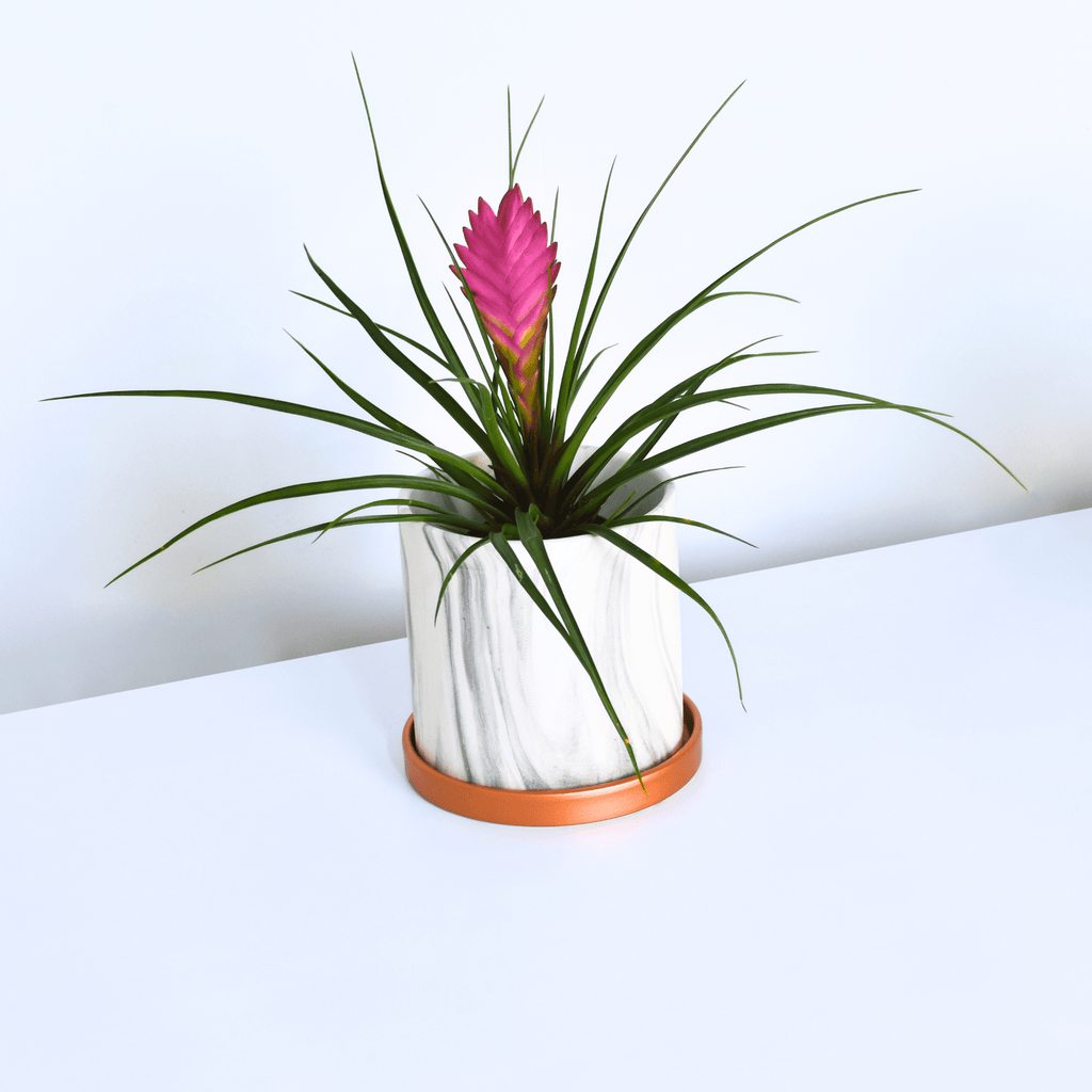 Pink Quill (Tillandsia ‘Cyanea’) Air Plant Bromeliad - Cheeky Garden