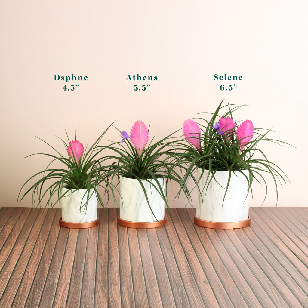 Pink Quill (Tillandsia ‘Cyanea’) Air Plant Bromeliad - Cheeky Garden