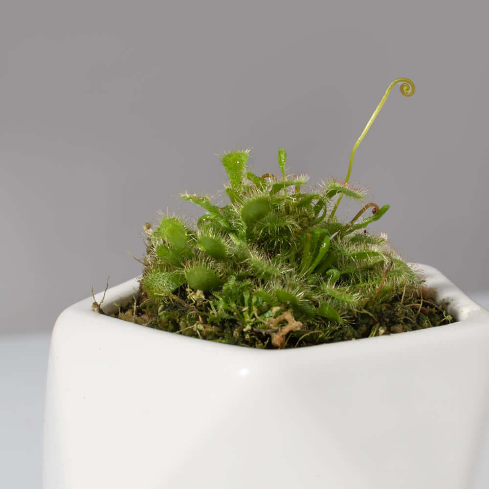 Pink Sundew Carnivorous Plant (Drosera capillaris) - Cheeky Garden