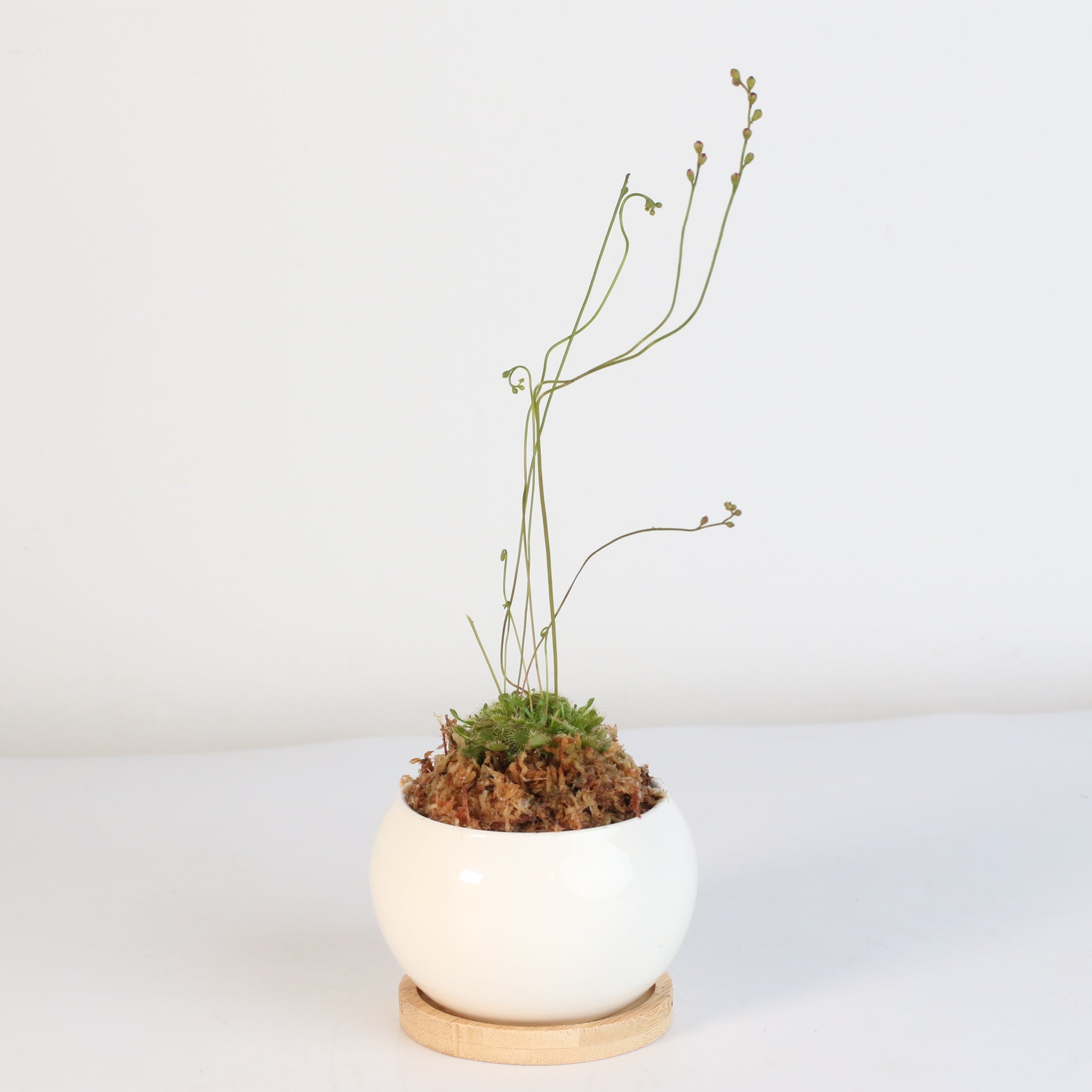 Pink Sundew Carnivorous Plant (Drosera capillaris) - Cheeky Garden