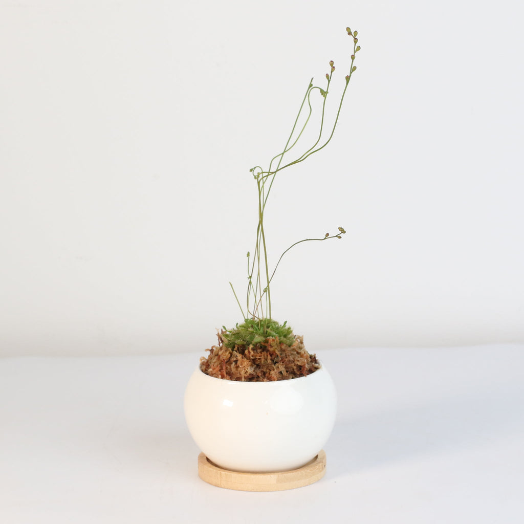 Pink Sundew Carnivorous Plant (Drosera capillaris) - Cheeky Garden