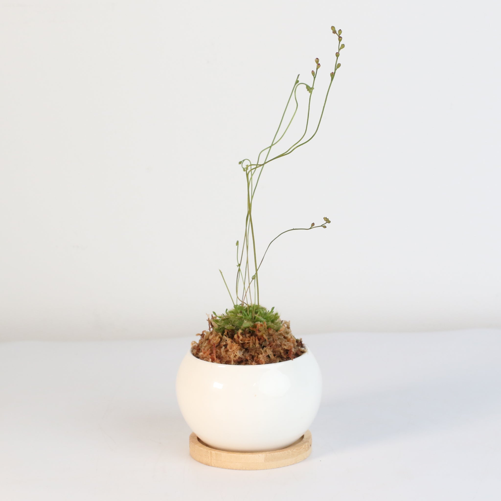 Pink Sundew Carnivorous Plant (Drosera capillaris) - Cheeky Garden