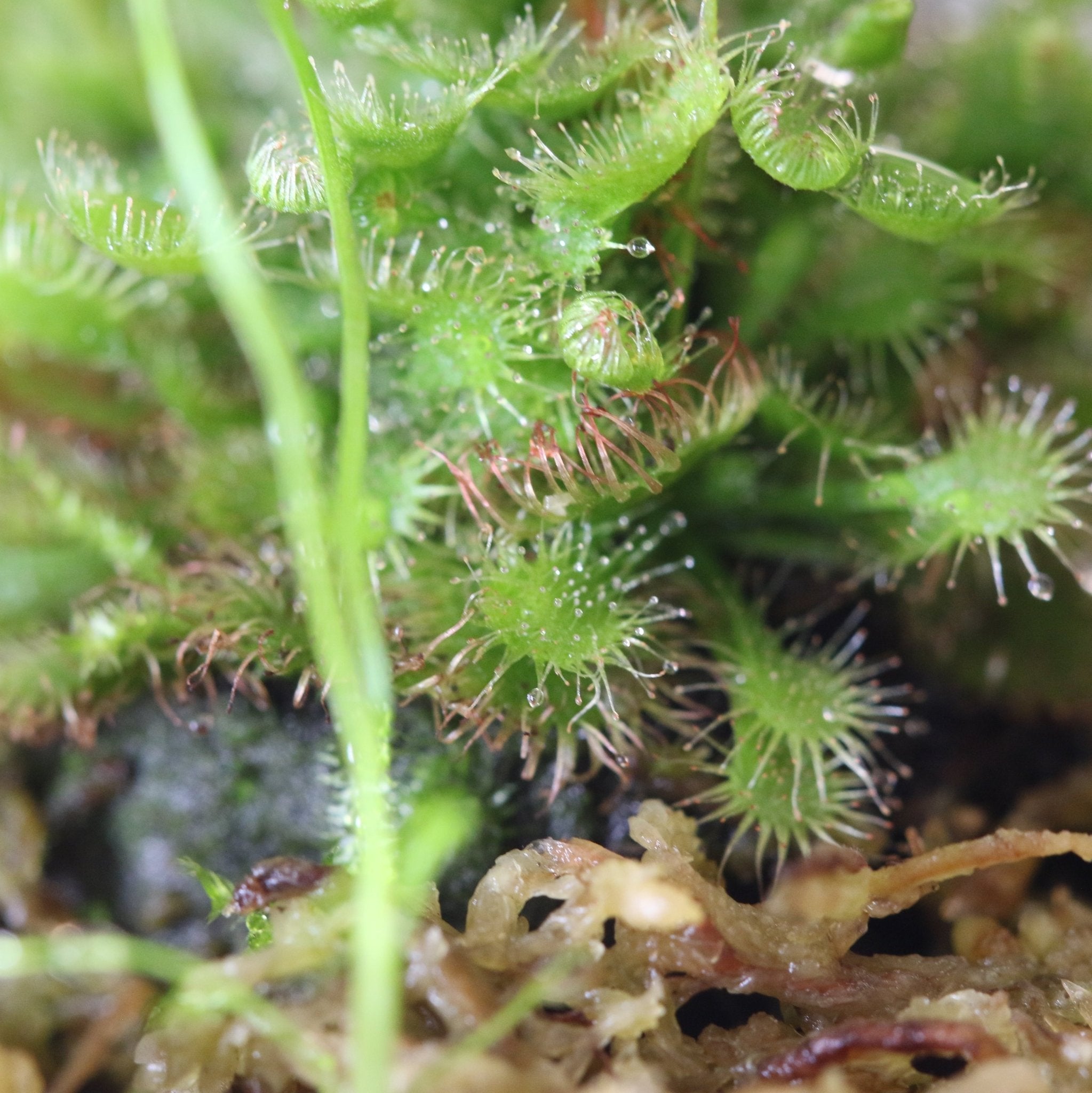 Pink Sundew Carnivorous Plant (Drosera capillaris) - Cheeky Garden