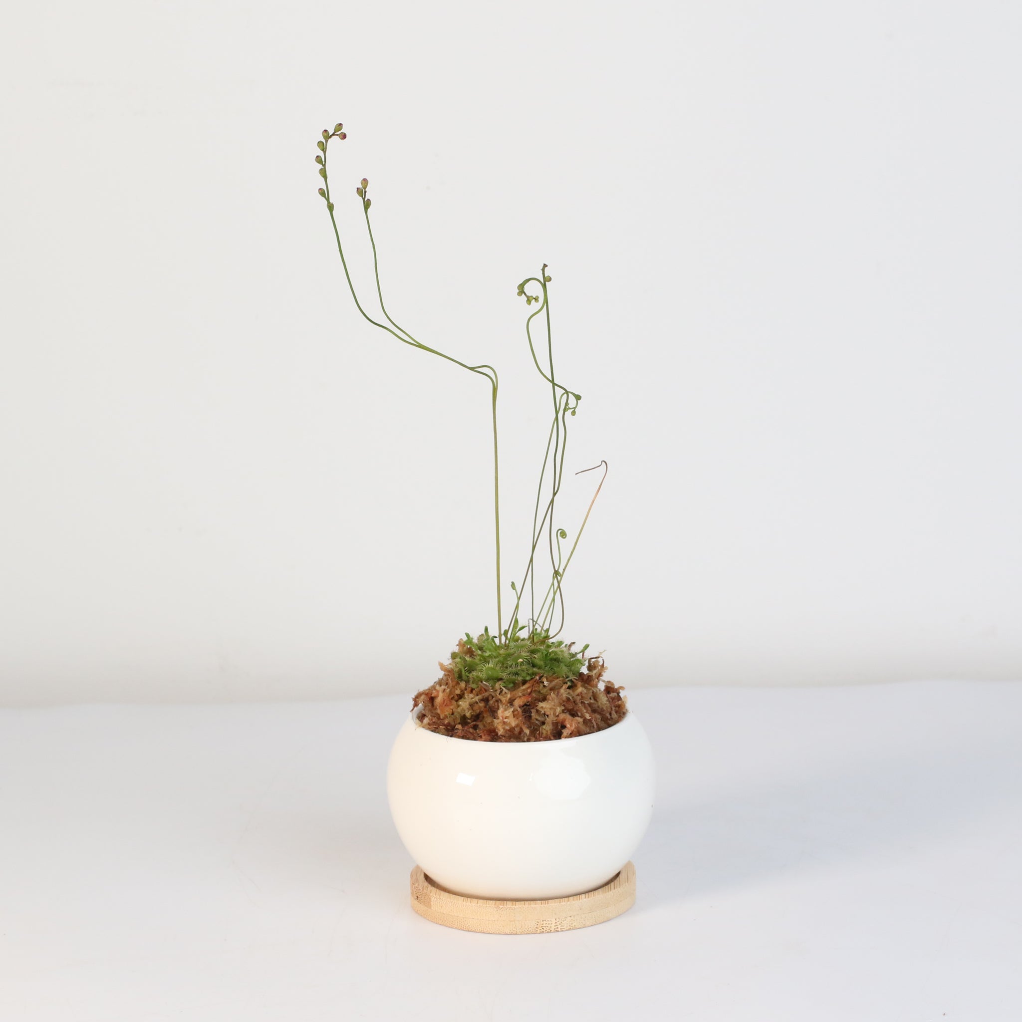 Pink Sundew Carnivorous Plant (Drosera capillaris) - Cheeky Garden