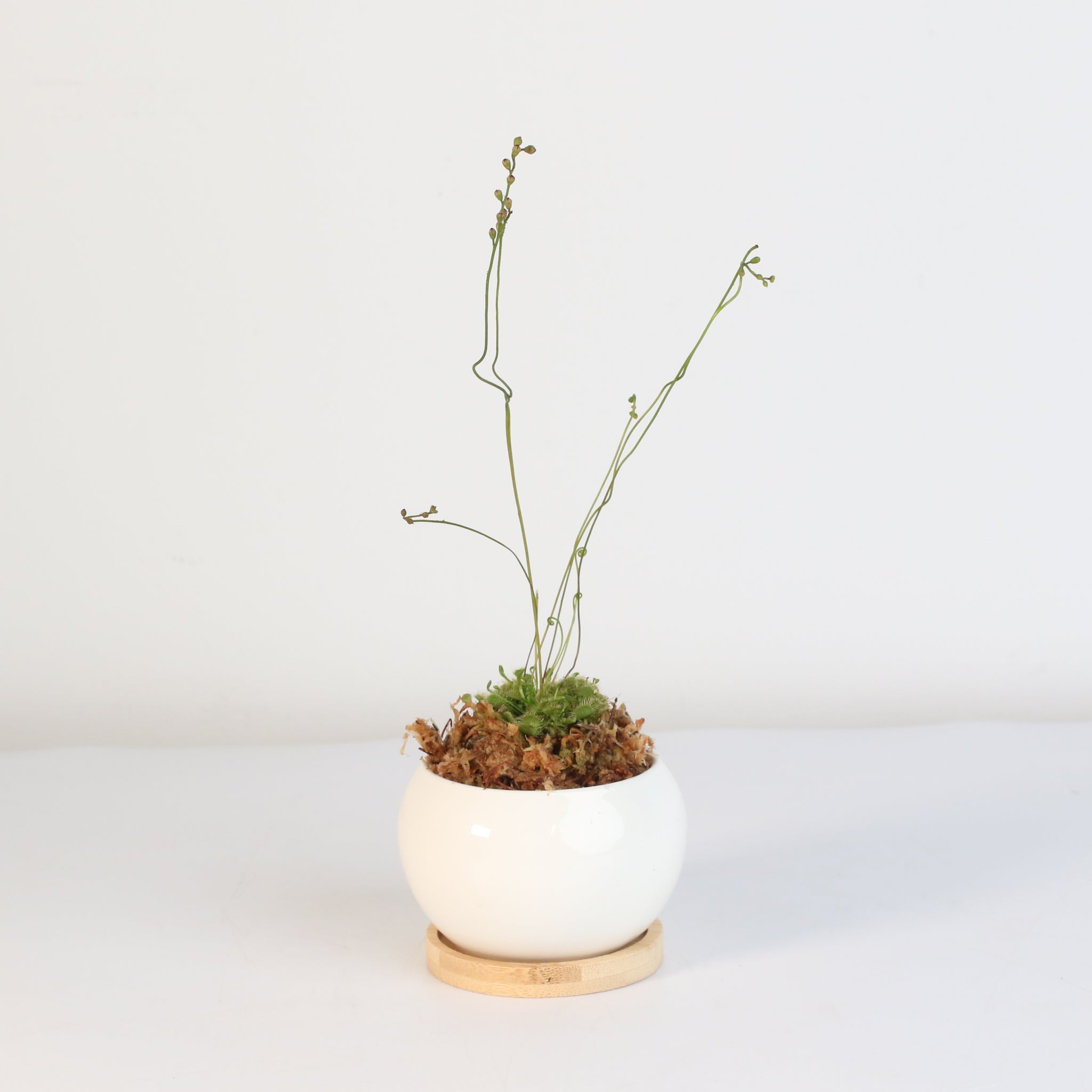 Pink Sundew Carnivorous Plant (Drosera capillaris) - Cheeky Garden