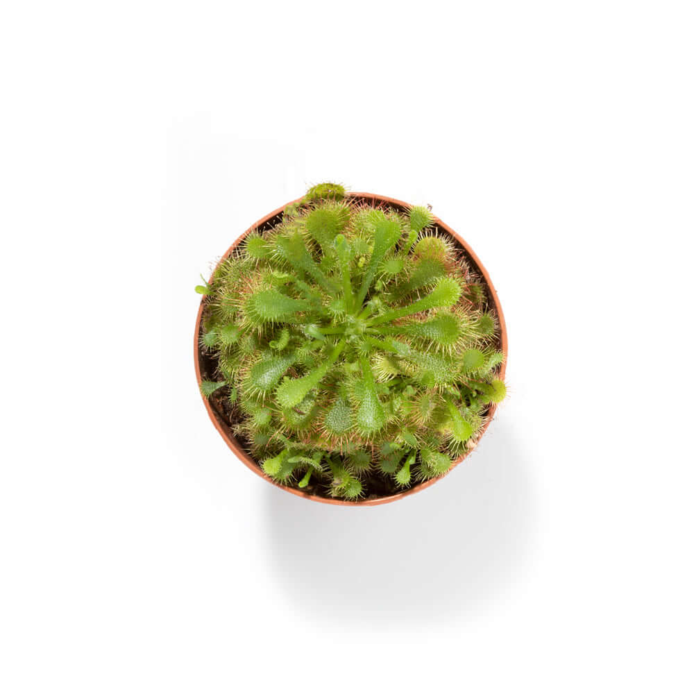 Pink Sundew Carnivorous Plant (Drosera capillaris) - Cheeky Garden