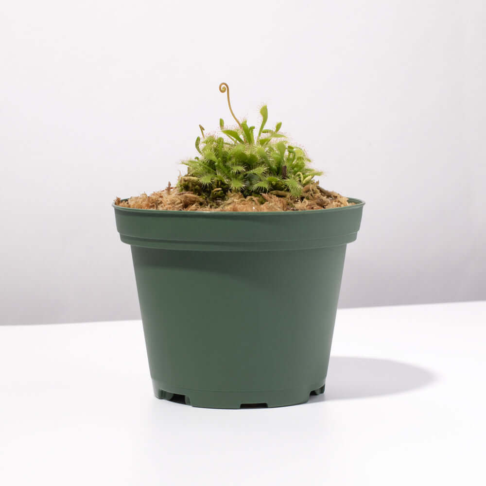 Pink Sundew Carnivorous Plant (Drosera capillaris) - Cheeky Garden
