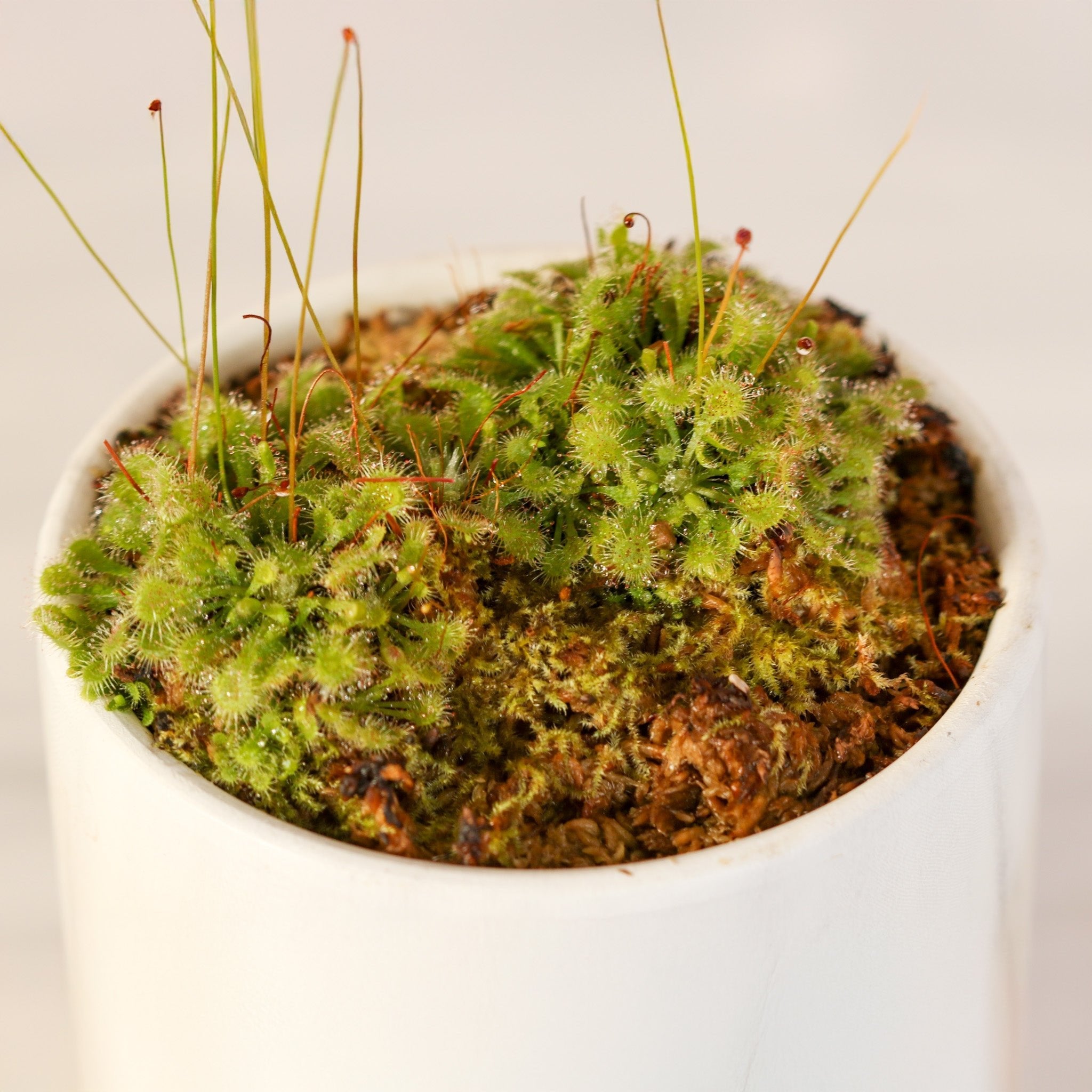Pink Sundew Carnivorous Plant (Drosera capillaris) - Cheeky Garden