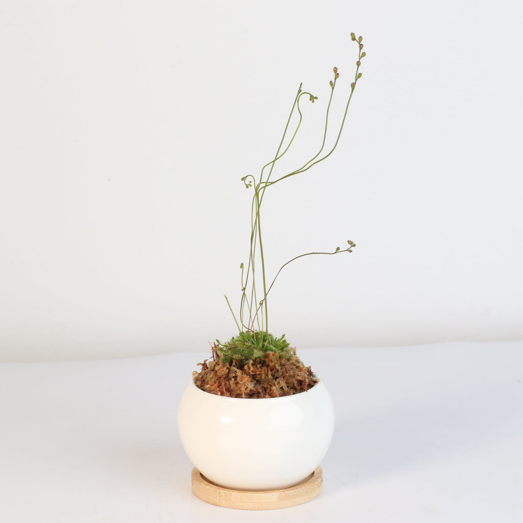 Pink Sundew Carnivorous Plant (Drosera capillaris) - Cheeky Garden