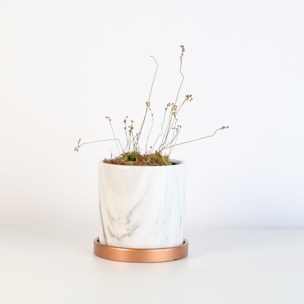 Pink Sundew Carnivorous Plant (Drosera capillaris) - Cheeky Garden
