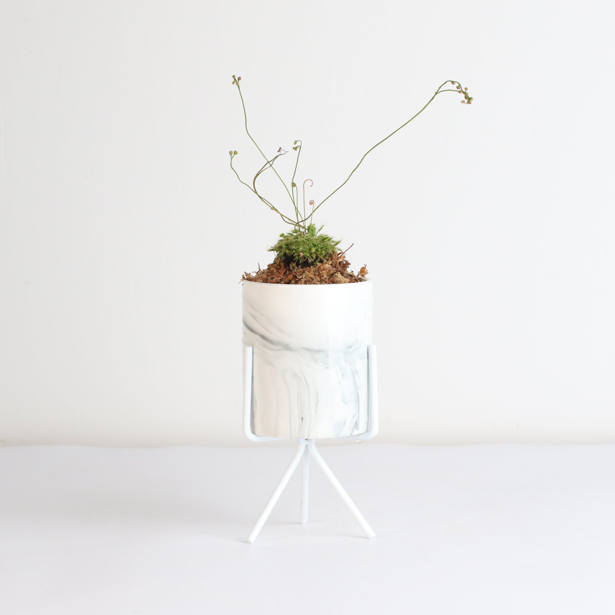 Pink Sundew Carnivorous Plant (Drosera capillaris) - Cheeky Garden