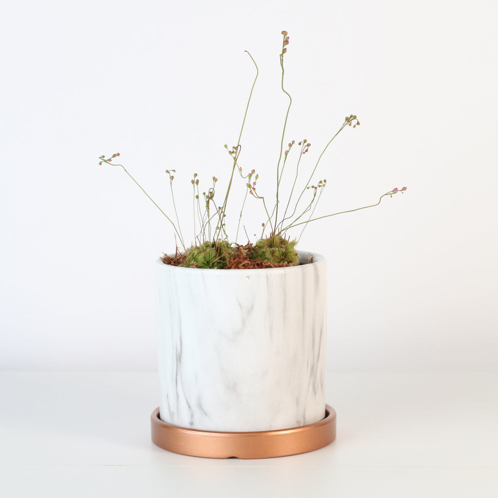 Pink Sundew Carnivorous Plant (Drosera capillaris) - Cheeky Garden
