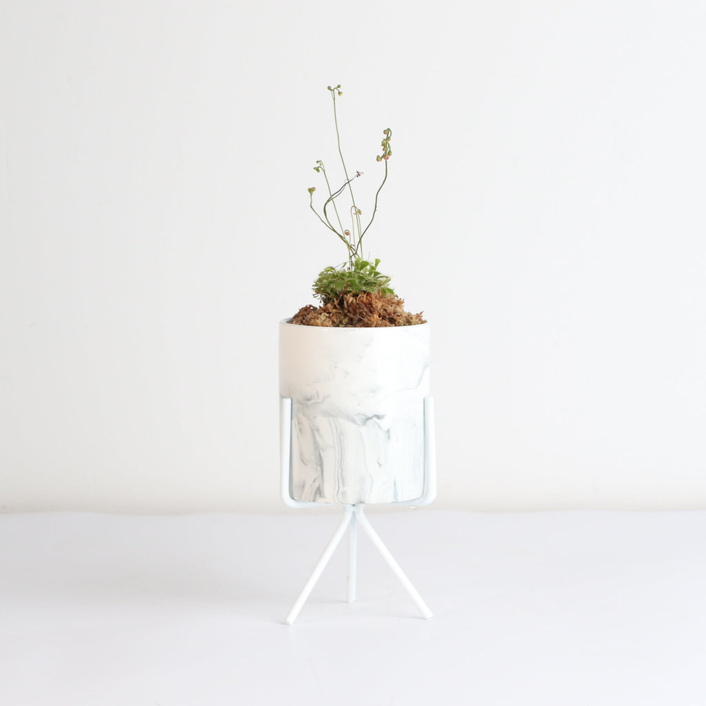Pink Sundew Carnivorous Plant (Drosera capillaris) - Cheeky Garden