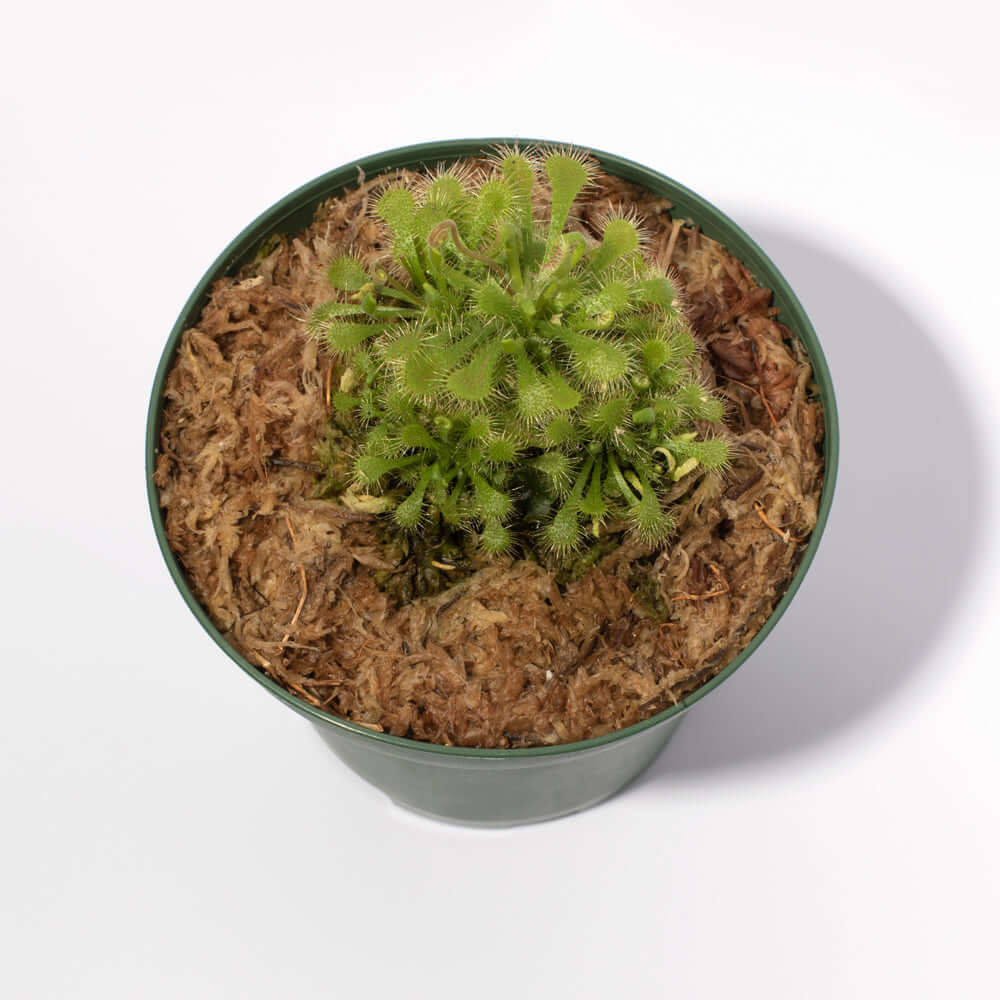 Pink Sundew Carnivorous Plant (Drosera capillaris) - Cheeky Garden