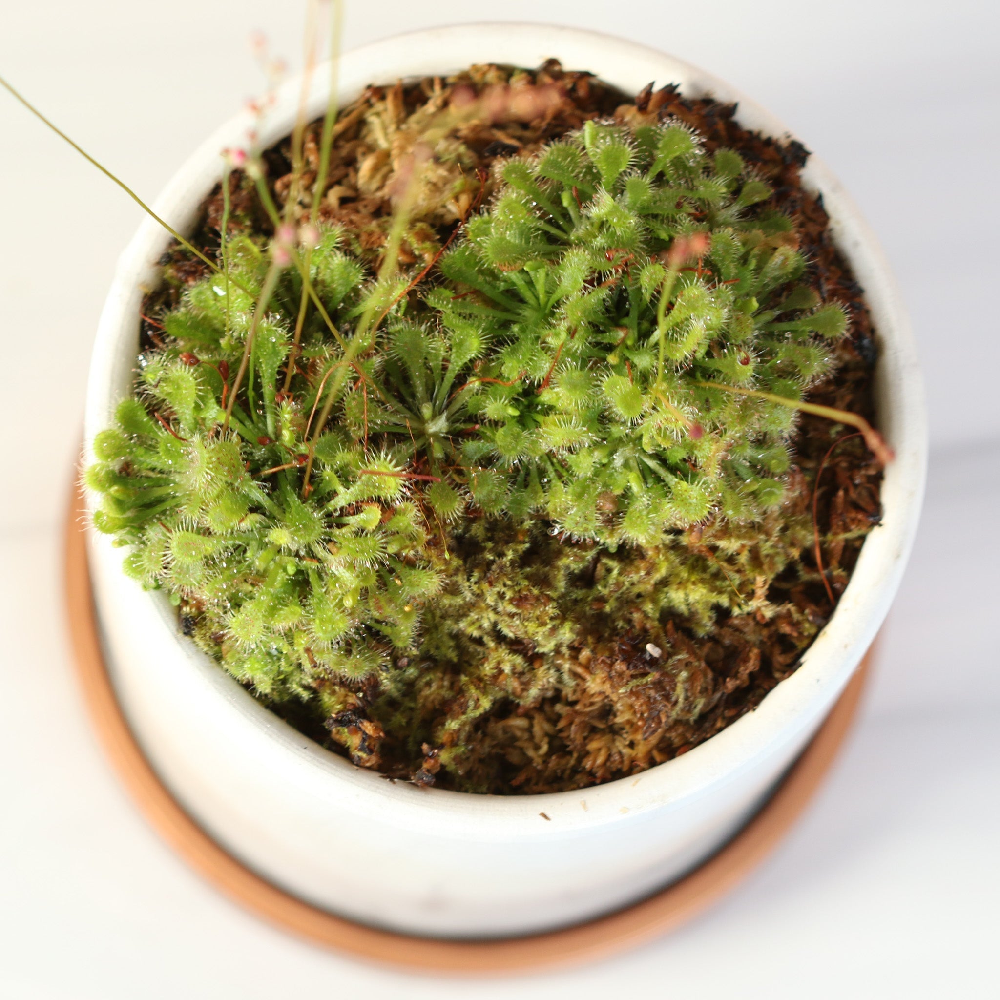 Pink Sundew Carnivorous Plant (Drosera capillaris) - Cheeky Garden