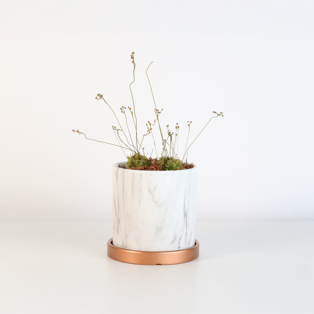 Pink Sundew Carnivorous Plant (Drosera capillaris) - Cheeky Garden