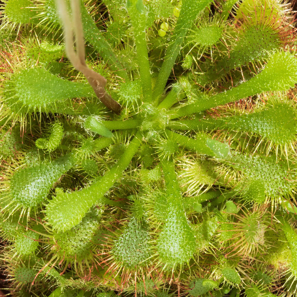 Pink Sundew Carnivorous Plant (Drosera capillaris) - Cheeky Garden