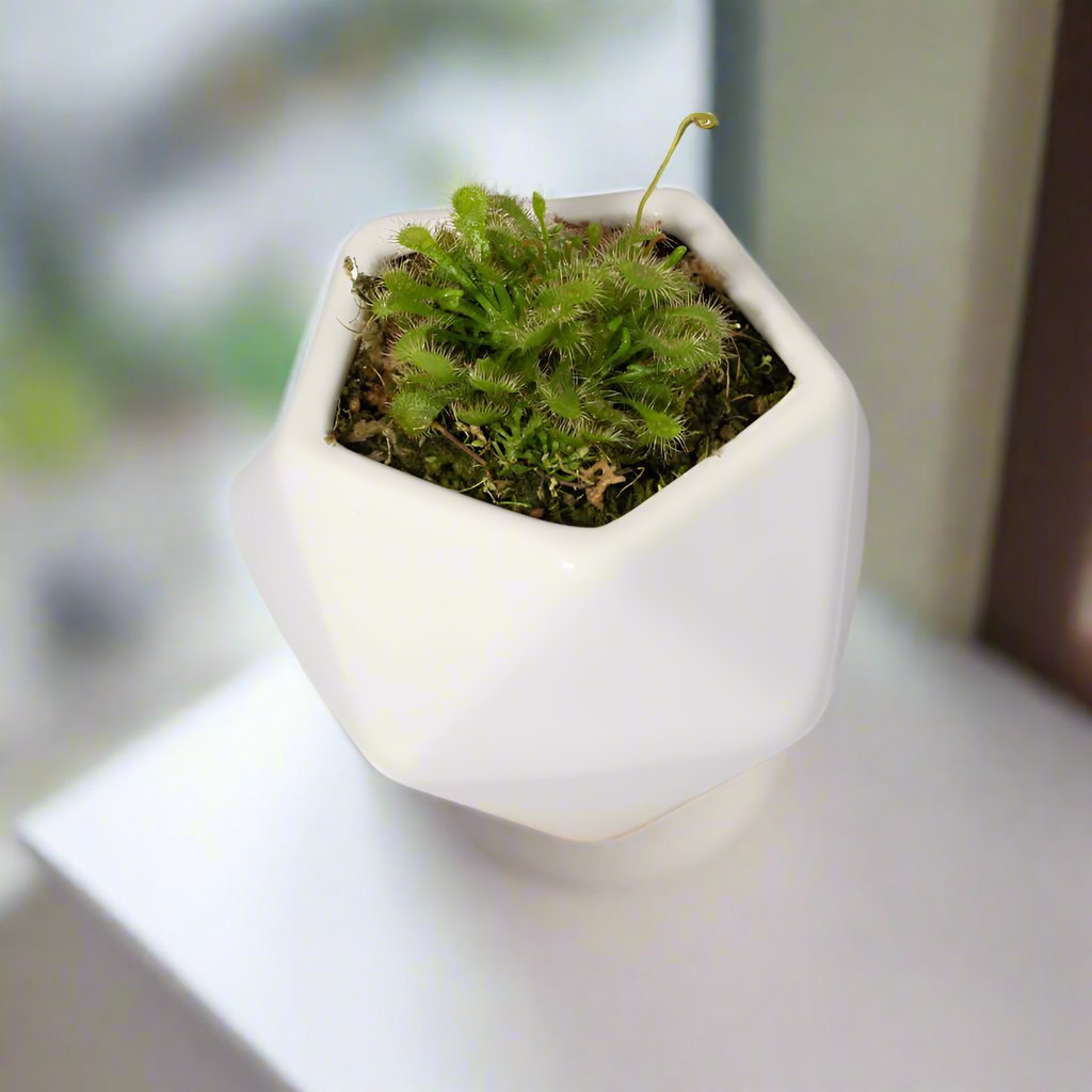 Pink Sundew Carnivorous Plant (Drosera capillaris) - Cheeky Garden