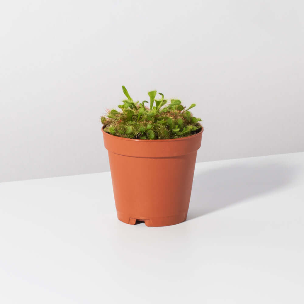 Pink Sundew Carnivorous Plant (Drosera capillaris) - Cheeky Garden