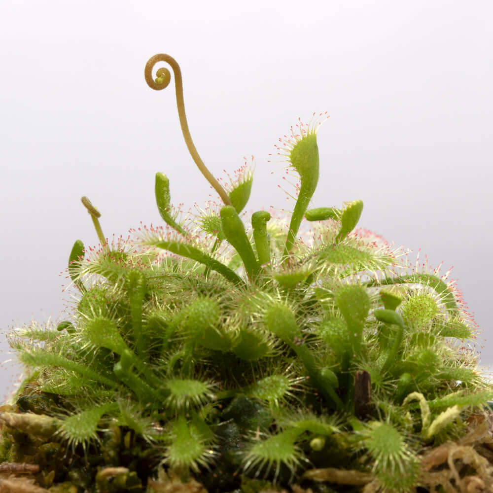 Pink Sundew Carnivorous Plant (Drosera capillaris) - Cheeky Garden