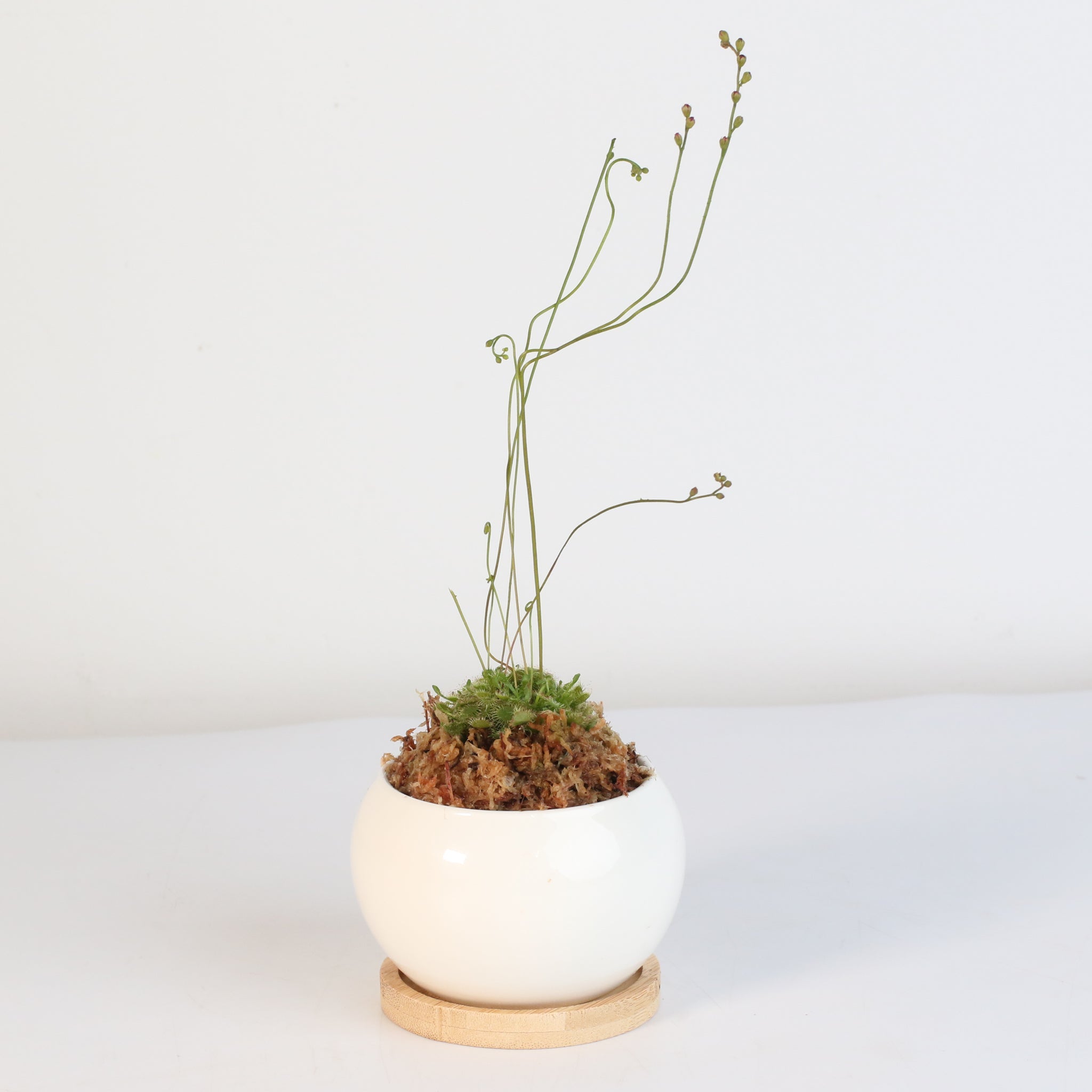 Pink Sundew Carnivorous Plant (Drosera capillaris) - Cheeky Garden