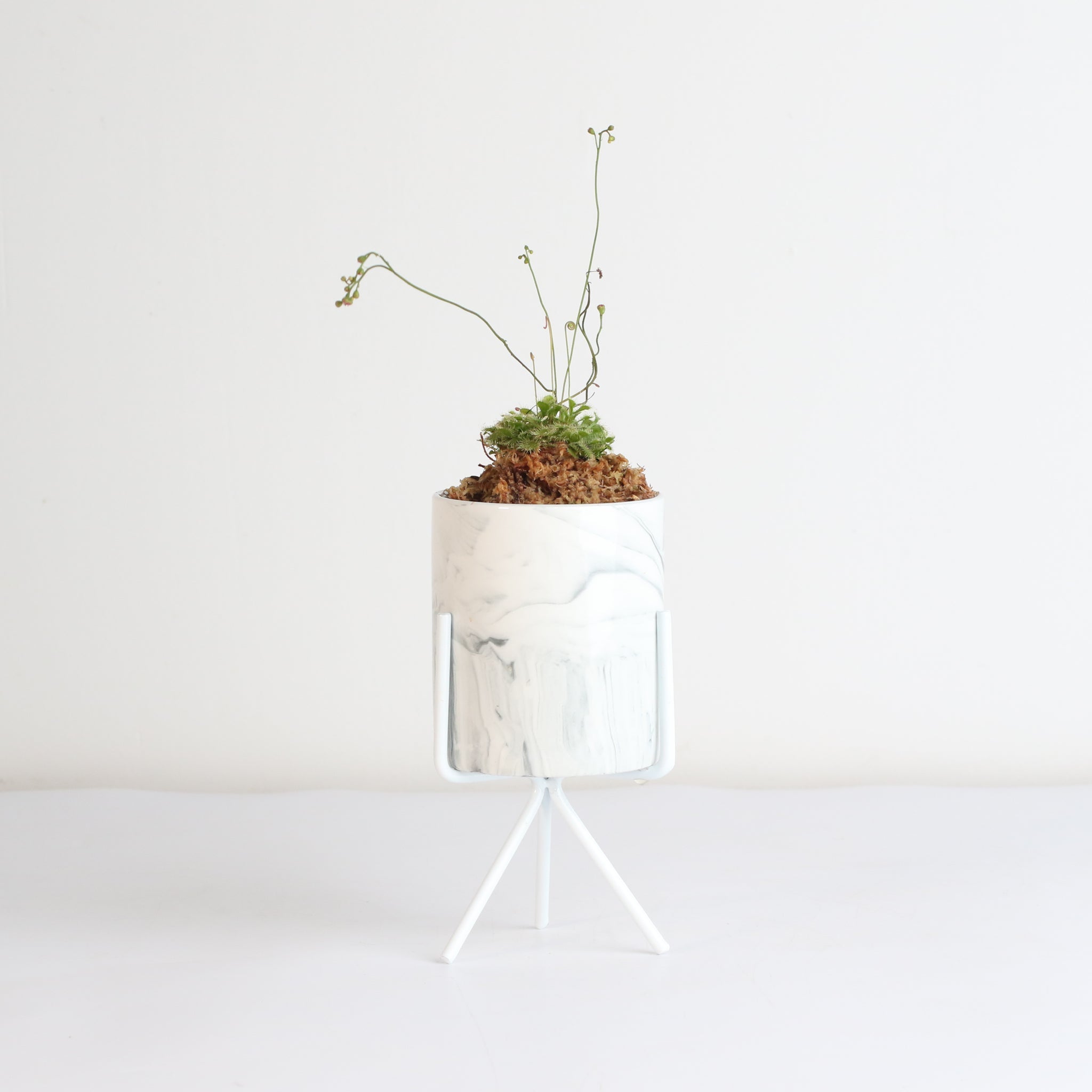 Pink Sundew Carnivorous Plant (Drosera capillaris) - Cheeky Garden