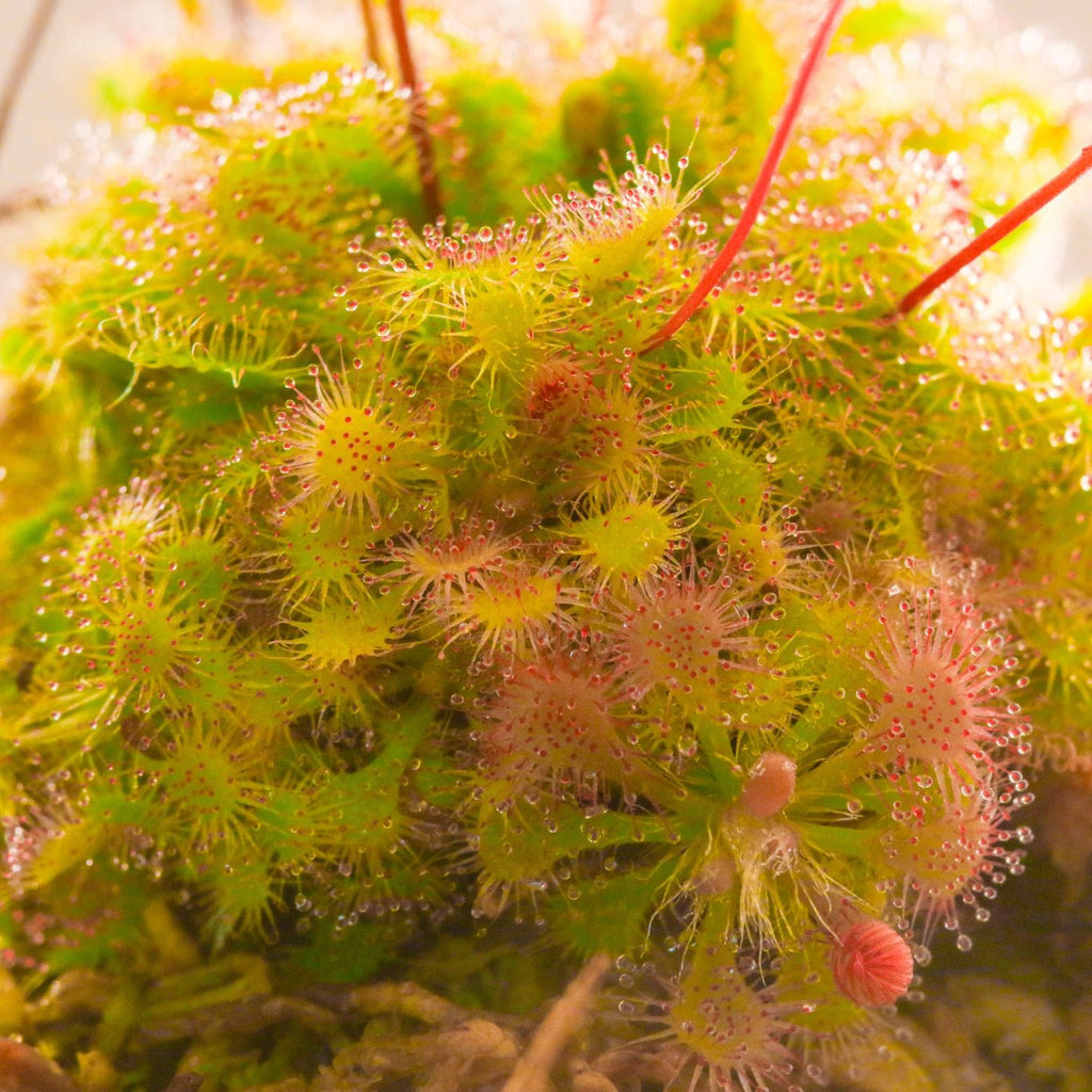 Pink Sundew Carnivorous Plant (Drosera capillaris) - Cheeky Garden