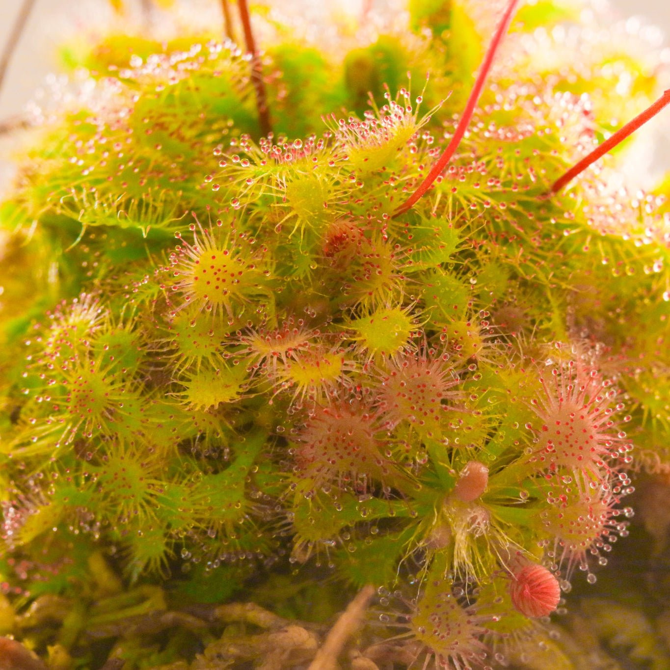 Pink Sundew Carnivorous Plant (Drosera capillaris) - Cheeky Garden