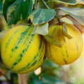 Pink Variegated Eureka Lemon Tree - Cheeky Garden