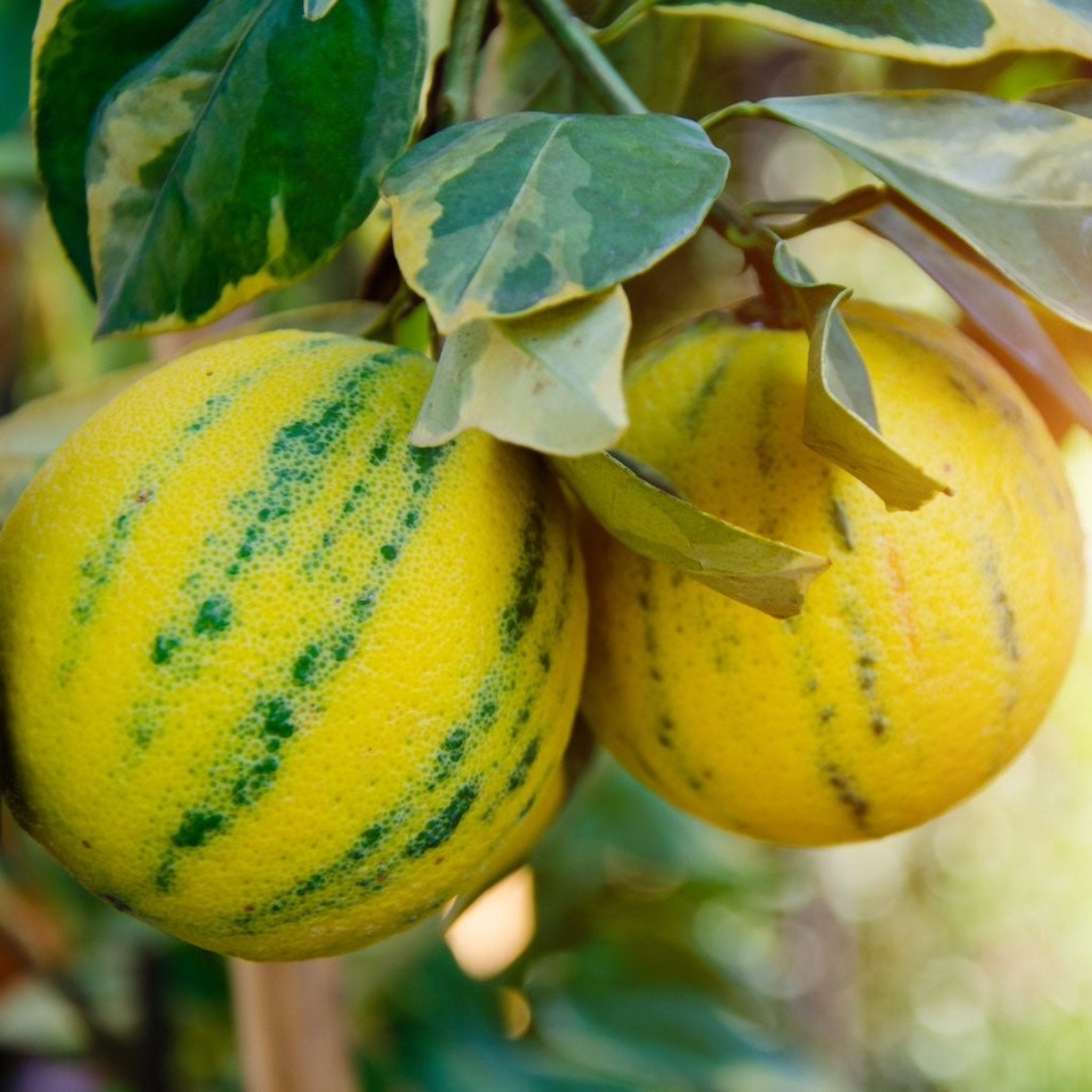 Pink Variegated Eureka Lemon Tree - Cheeky Garden